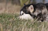 ALASKAN MALAMUTE 766